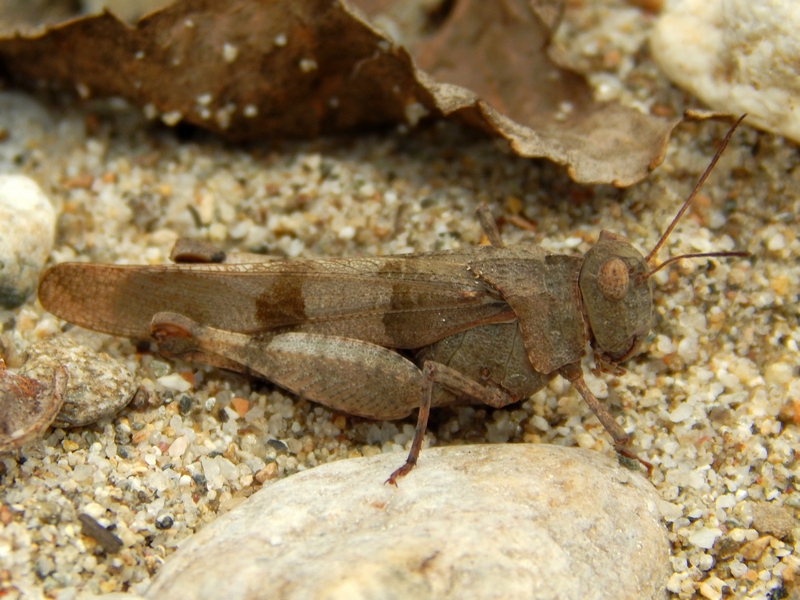 Oedipoda caerulescens caerulescens